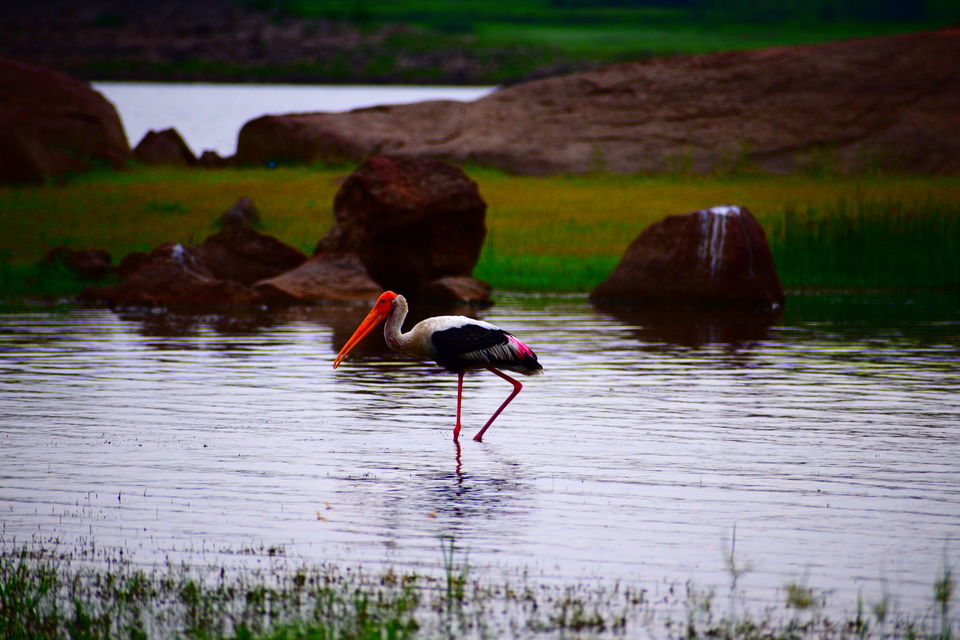Photo of A day in Medak & Pocharam Lake 25/32 by Abhishek Singhania