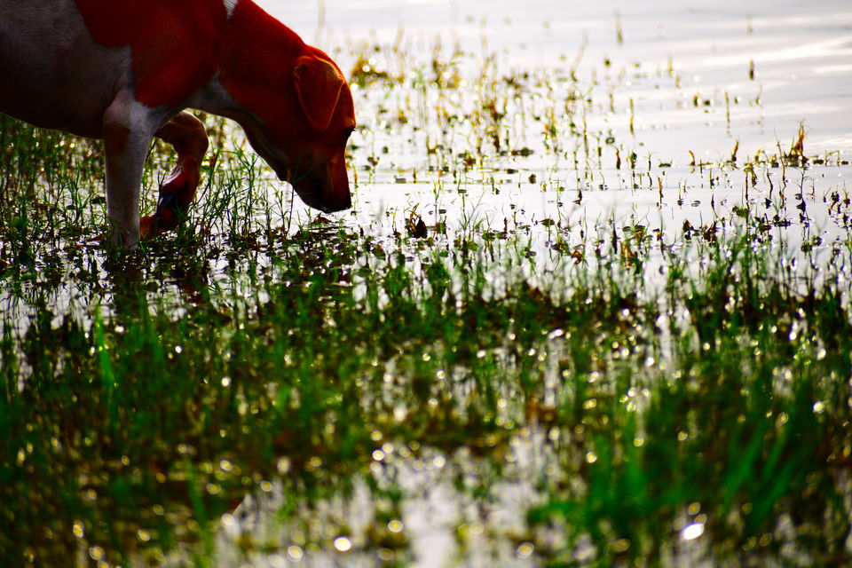 Photo of A day in Medak & Pocharam Lake 27/32 by Abhishek Singhania