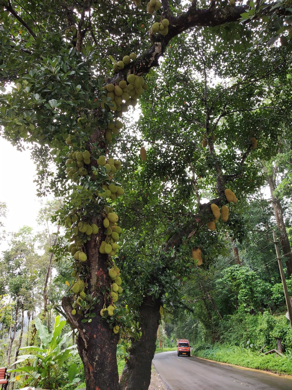 Photo of Wanderlust in Wayanad by Deepaboli Roy