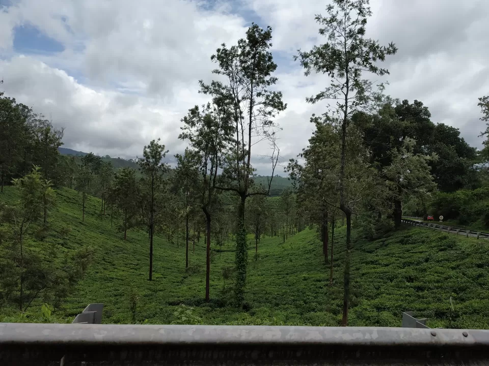 Photo of Tea Estate, Kalpetta Bypass Road, Gudalai, Kairali Nagar, Kalpetta, Wayanad, Kerala, India by Deepaboli Roy