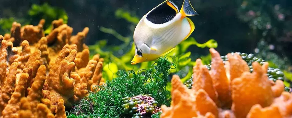 Photo of Government Aquarium, Bengaluru, Karnataka, India by roottraveller