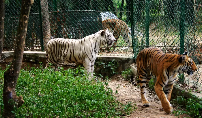 Photo of Bannerghatta National Park, Bannerughatta, Bengaluru, Karnataka, India by roottraveller