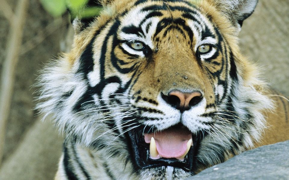 Photo of Kanha National Park, Madhya Pradesh, India by roottraveller