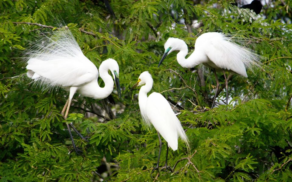 Photo of Keoladeo National Park, Bharatpur, Rajasthan, India by roottraveller