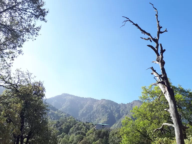 Photo of Pangot, Uttarakhand, India by roottraveller