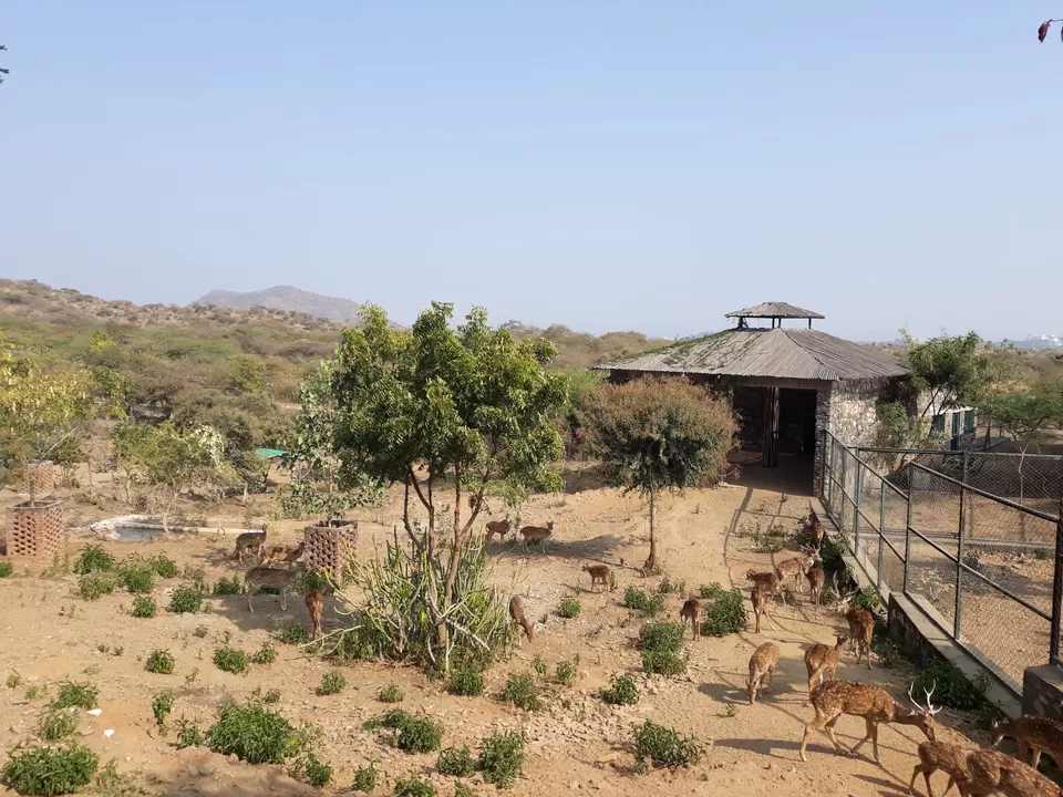 Photo of SajjanGarh Biological Park, Eklavya Colony, Udaipur, Rajasthan, India by roottraveller