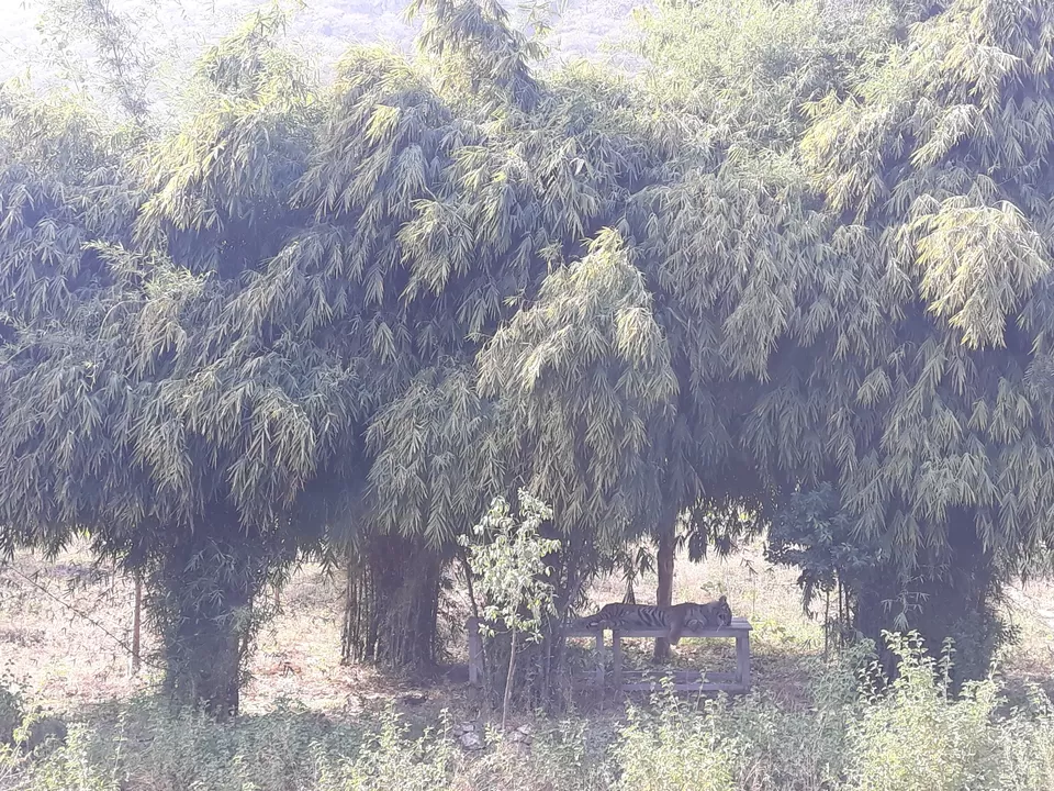Photo of SajjanGarh Biological Park, Eklavya Colony, Udaipur, Rajasthan, India by roottraveller