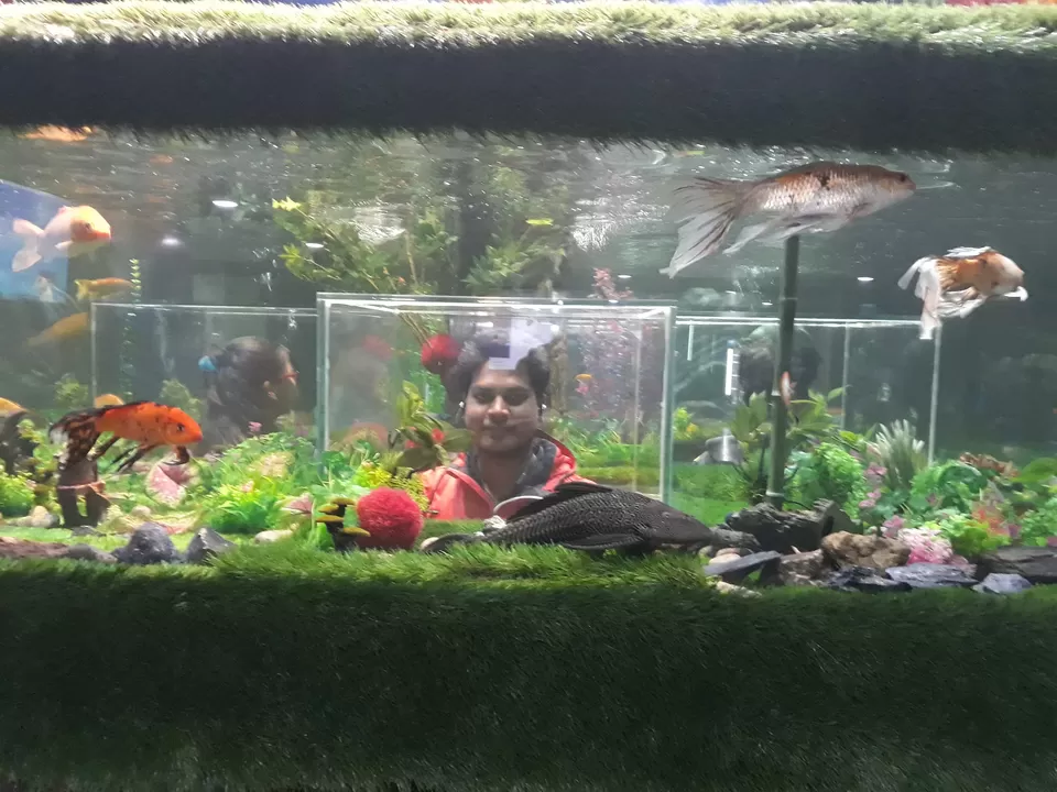 Photo of Under The Sun Aquarium, Fateh Sagar Lake, Udaipur, Rajasthan, India by roottraveller
