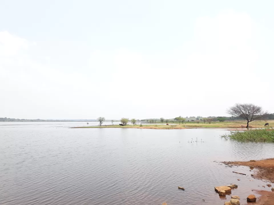 Photo of Day trip to Hesaraghatta lake and Grasslands | Bangalore by roottraveller