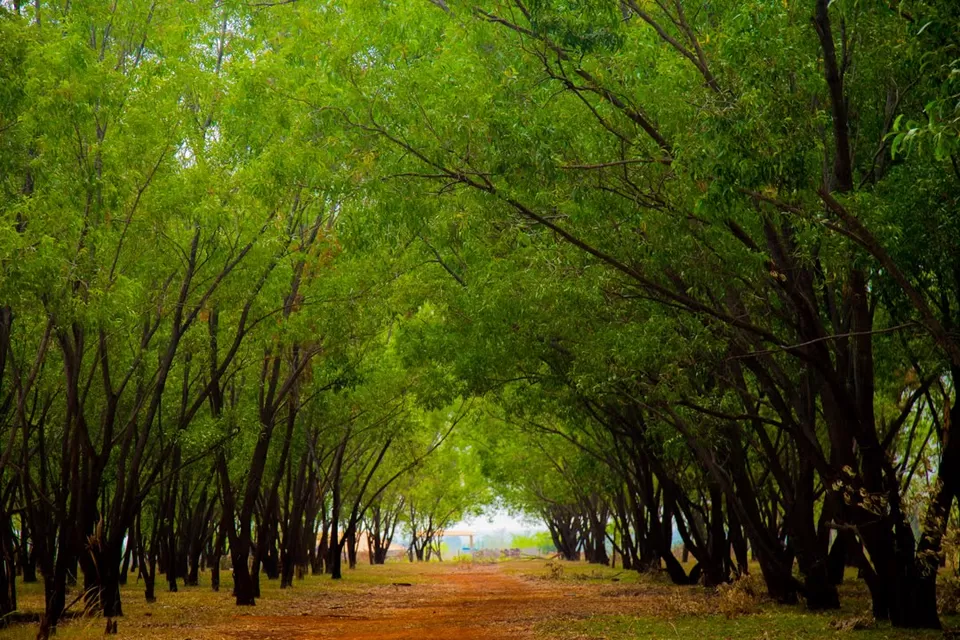 Photo of Day trip to Hesaraghatta lake and Grasslands | Bangalore by roottraveller