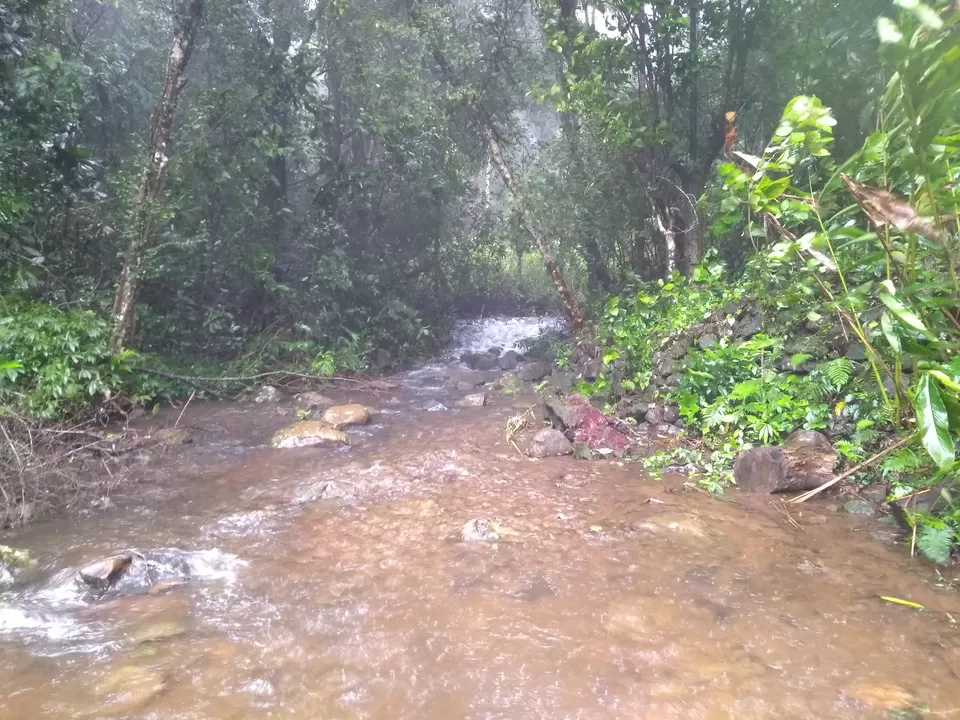 Photo of One day mansoon trek to Tadianamol by roottraveller
