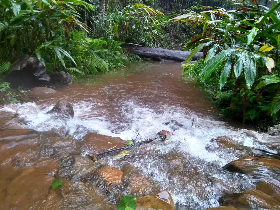 Photo of One day mansoon trek to Tadianamol by roottraveller