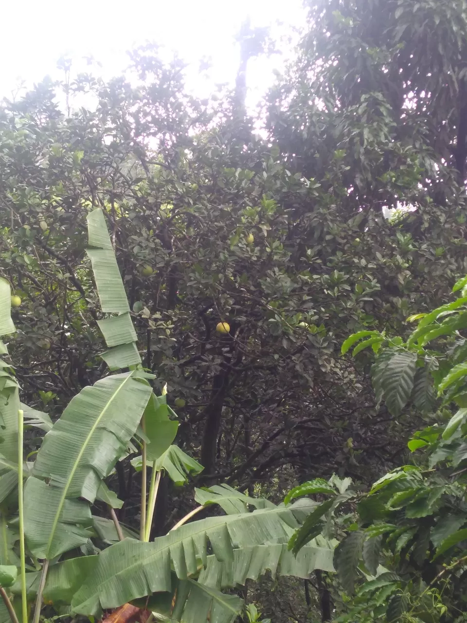 Photo of One day mansoon trek to Tadianamol by roottraveller