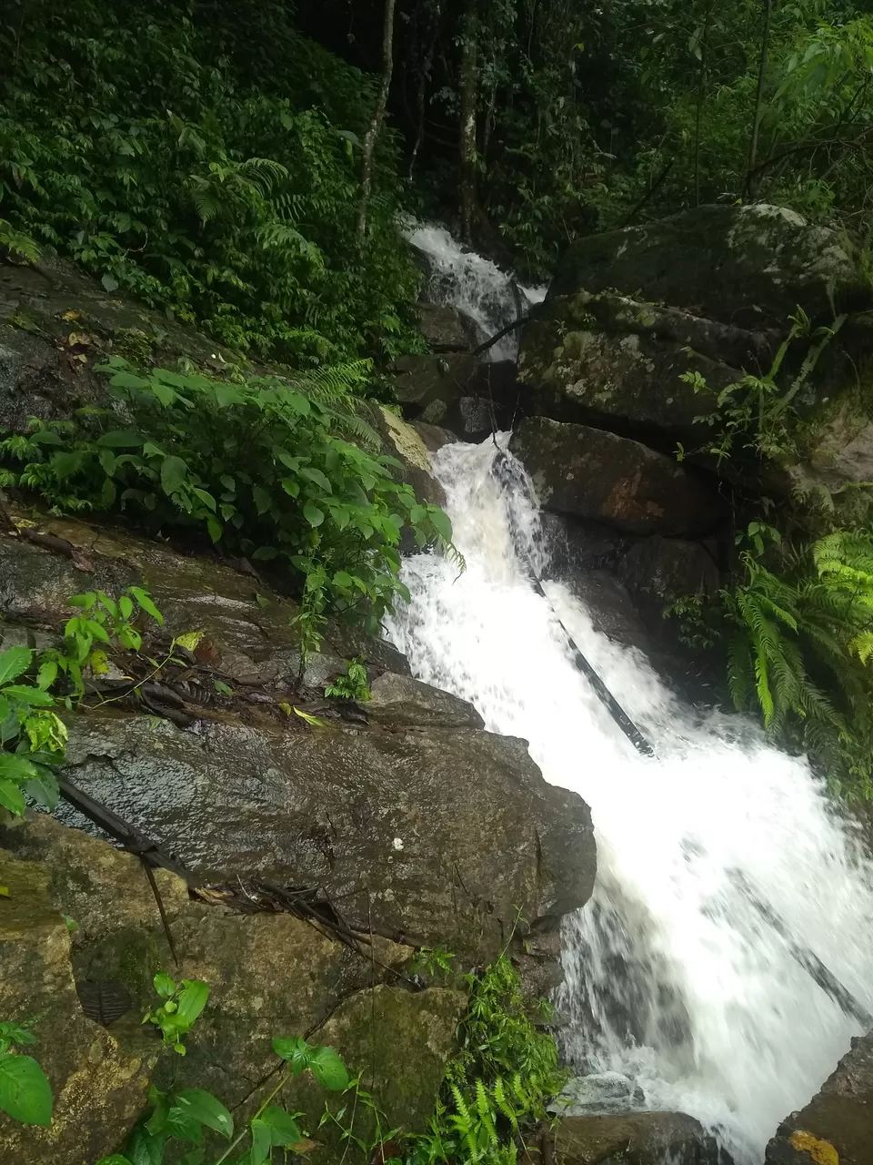 Photo of One day mansoon trek to Tadianamol by roottraveller