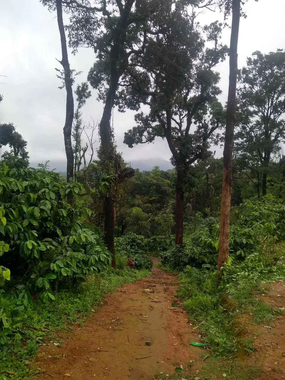 Photo of One day mansoon trek to Tadianamol by roottraveller