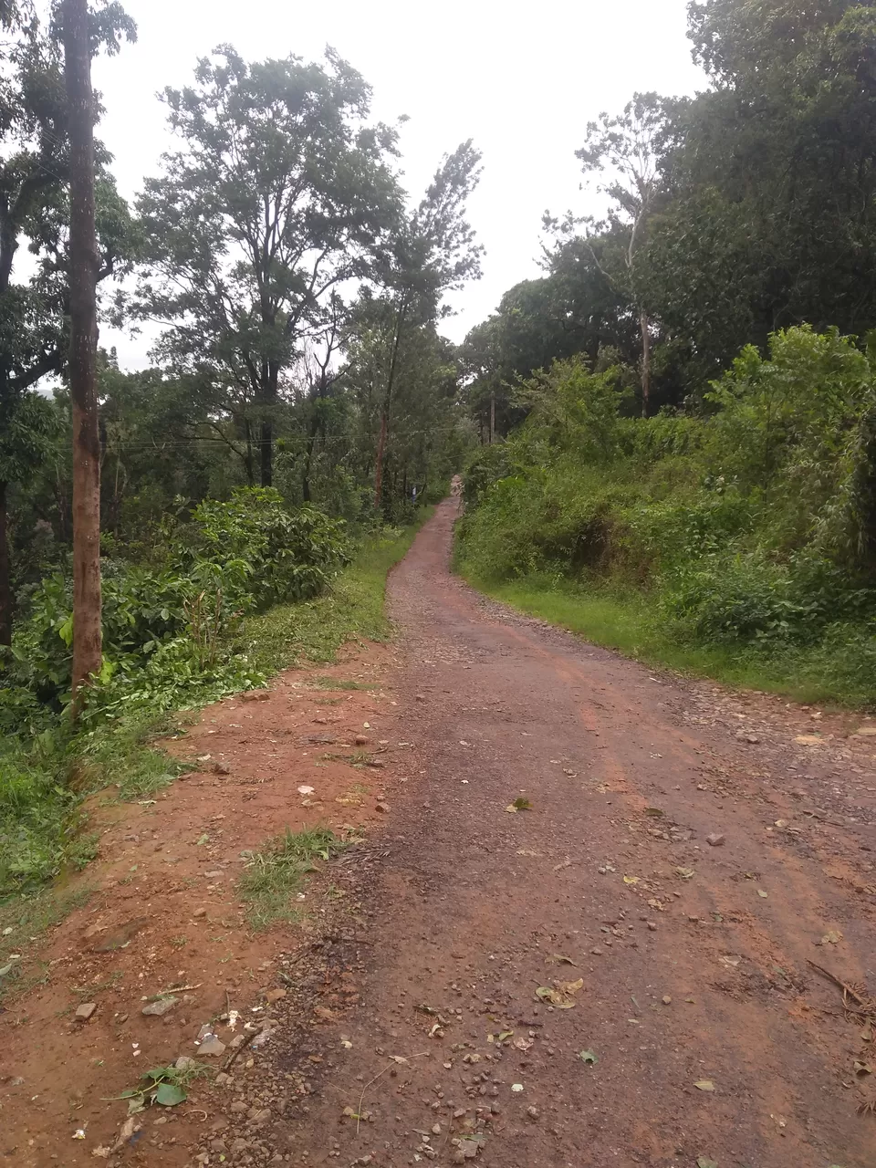 Photo of One day mansoon trek to Tadianamol by roottraveller