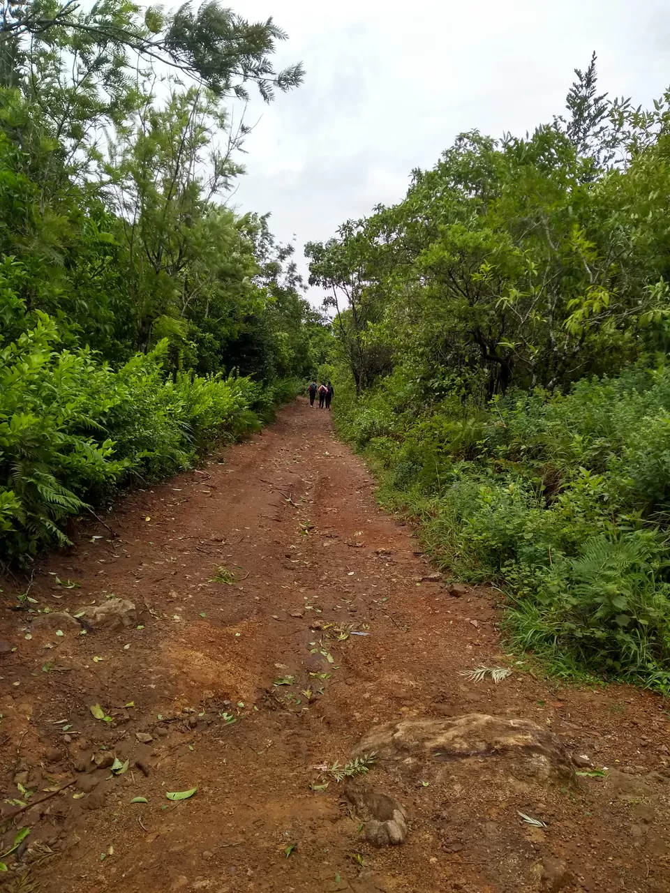 Photo of One day mansoon trek to Tadianamol by roottraveller