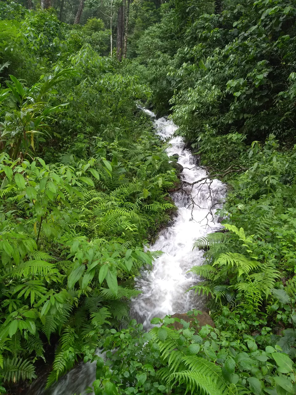 Photo of One day mansoon trek to Tadianamol by roottraveller