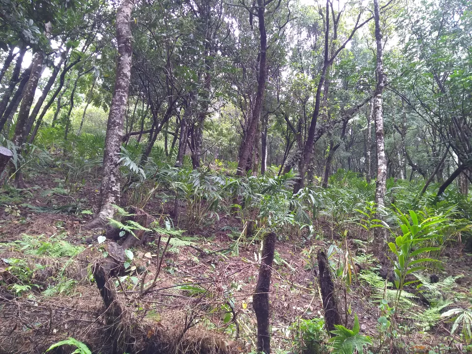 Photo of One day mansoon trek to Tadianamol by roottraveller