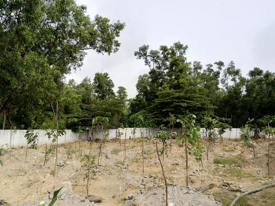 Photo of Weekend Plantation at Govt School, Gunjur Palya, Bangalore by roottraveller