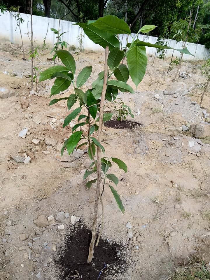Photo of Weekend Plantation at Govt School, Gunjur Palya, Bangalore by roottraveller