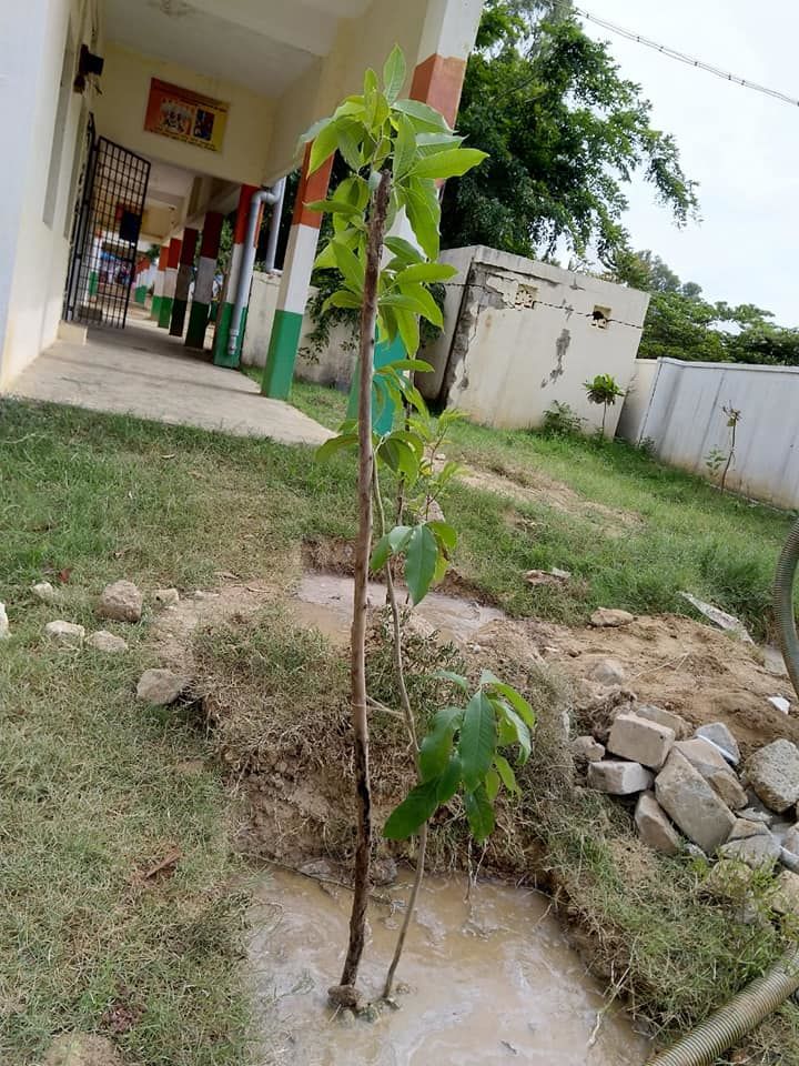 Photo of Weekend Plantation at Govt School, Gunjur Palya, Bangalore by roottraveller