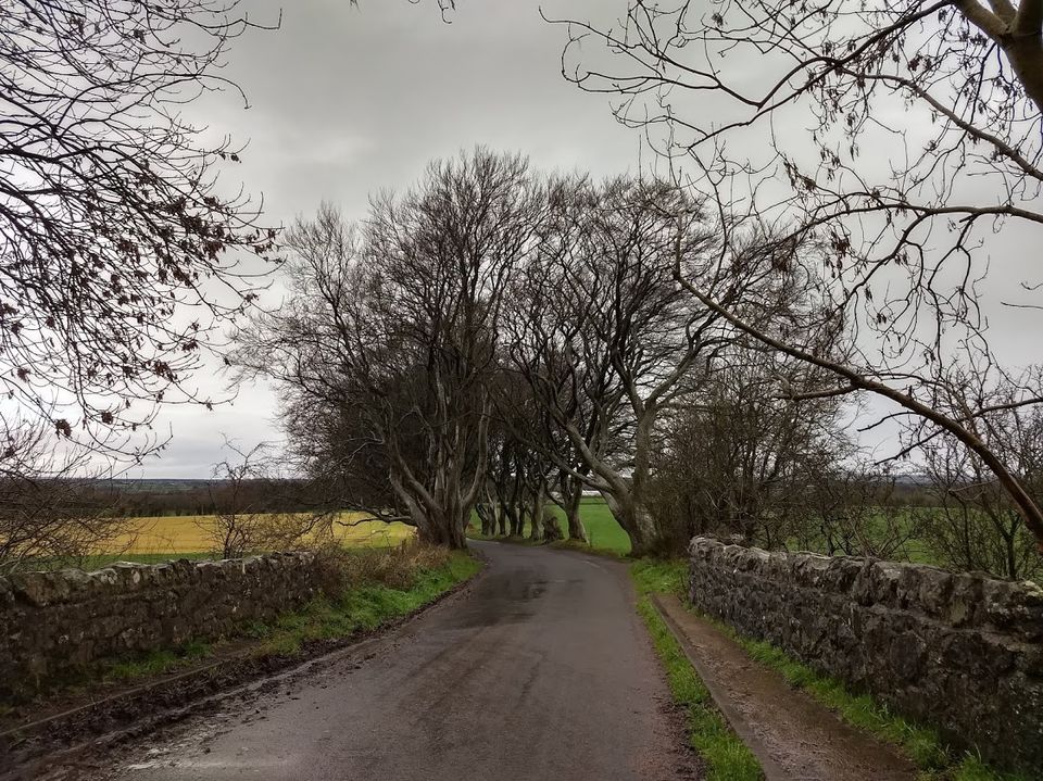 Photo of The Dark Hedges, Bregagh Road, Stranocum, Ballymoney, UK by Kshama Pandey
