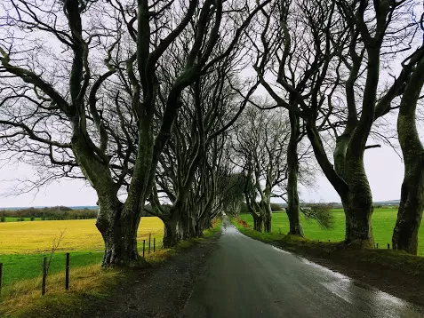 Photo of The Dark Hedges, Bregagh Road, Stranocum, Ballymoney, UK by Kshama Pandey