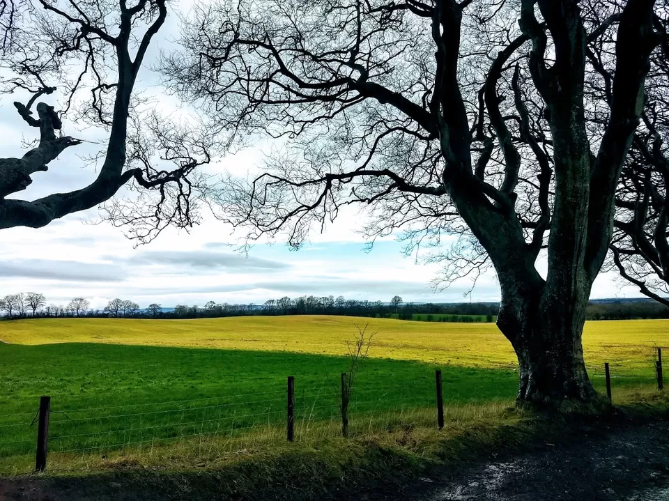 Photo of The Dark Hedges, Bregagh Road, Stranocum, Ballymoney, UK by Kshama Pandey