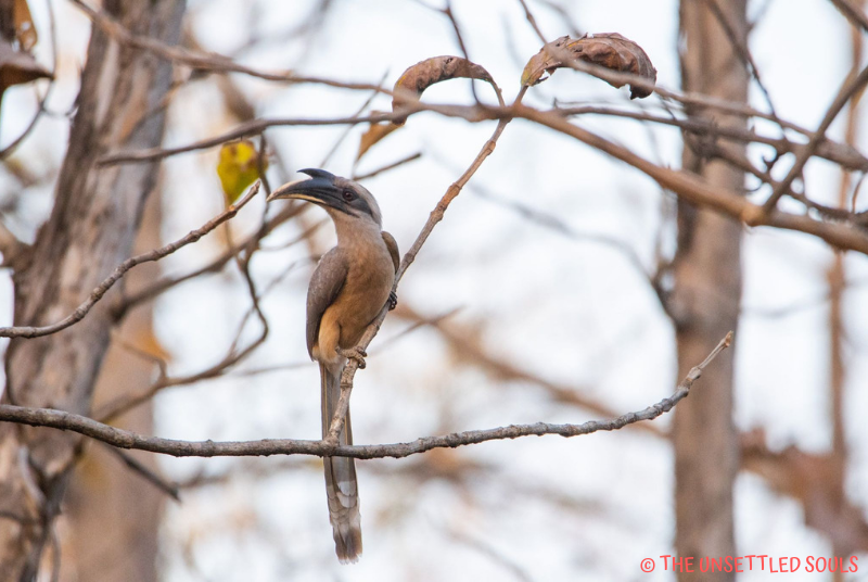 Photo of Pench National Park : Stepping into Mowgli's Jungle 5/7 by Shruti Paliwal