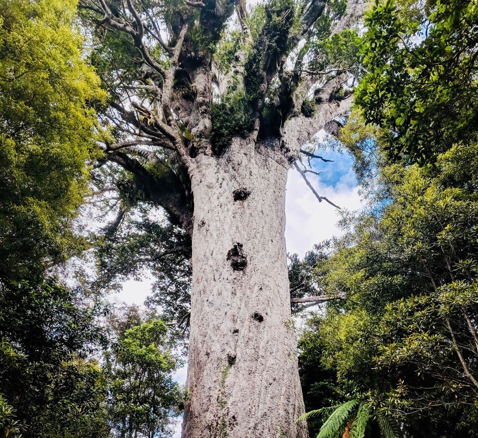 Photo of Dreamy Honeymoon- Itinerary for a Road Trip to New Zealand by Renegade Runaways