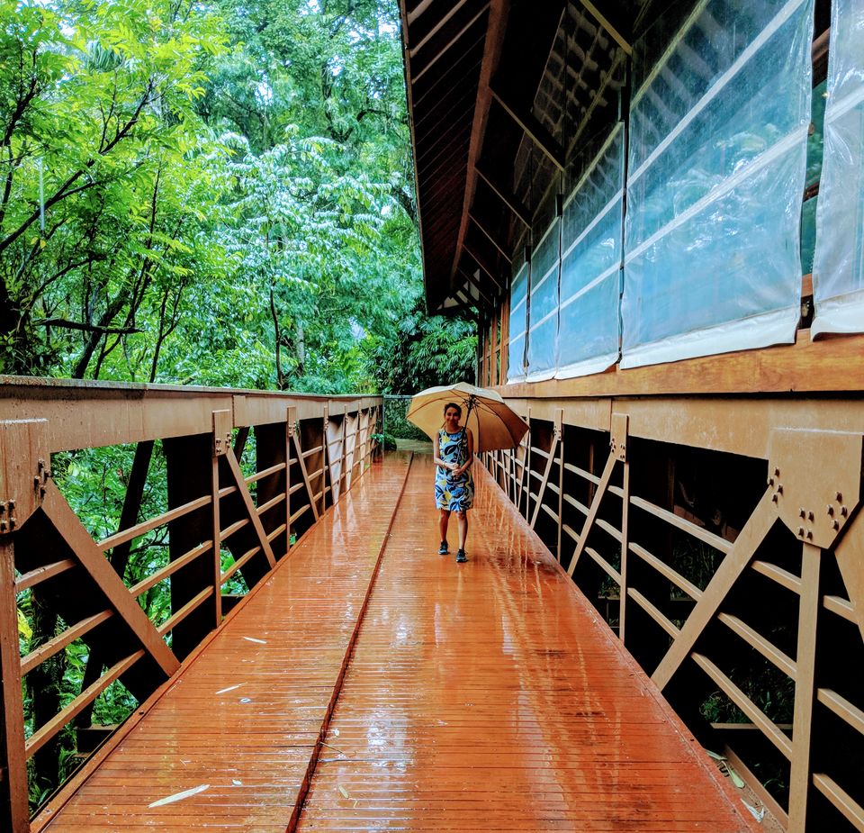 Photo of Coorginess of Coorg- like never before- 3 day Itinerary from Bangalore by Renegade Runaways
