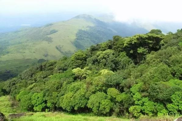 Photo of Why I chose Coorg over Ooty? 2/4 by Vineet Pal Singh