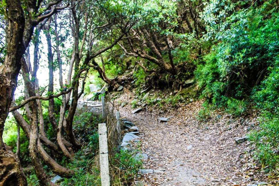 Photo of Mountains are calling you: Escape to McLeodGanj|Triund by Sambhav Jain