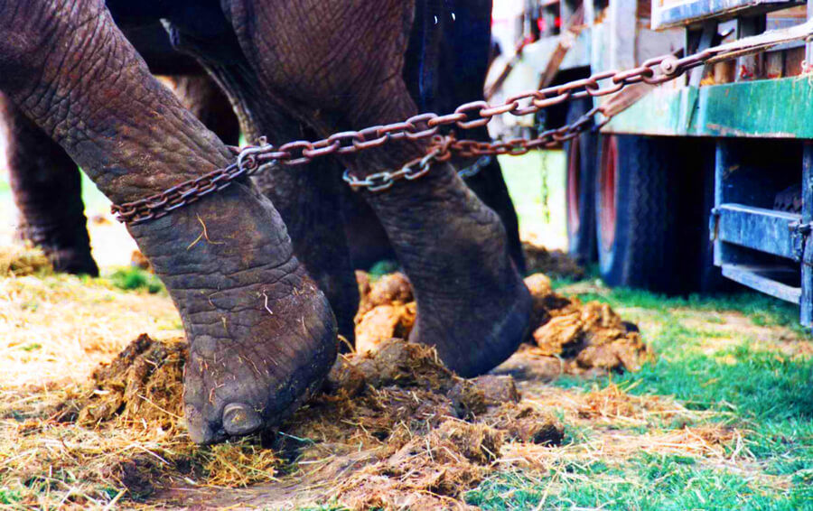 Photo of The Experience of a Lifetime at the Wildlife SOS Elephant Conservation Center, Mathura by Isha Kashyap