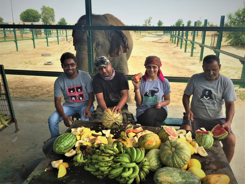Photo of The Experience of a Lifetime at the Wildlife SOS Elephant Conservation Center, Mathura by Isha Kashyap