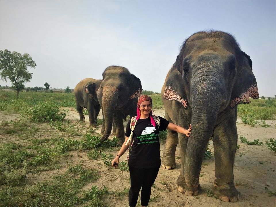 Photo of The Experience of a Lifetime at the Wildlife SOS Elephant Conservation Center, Mathura by Isha Kashyap