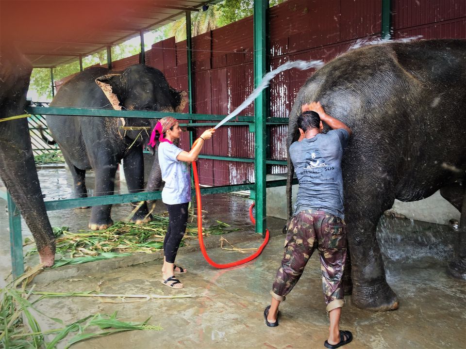 Photo of The Experience of a Lifetime at the Wildlife SOS Elephant Conservation Center, Mathura by Isha Kashyap
