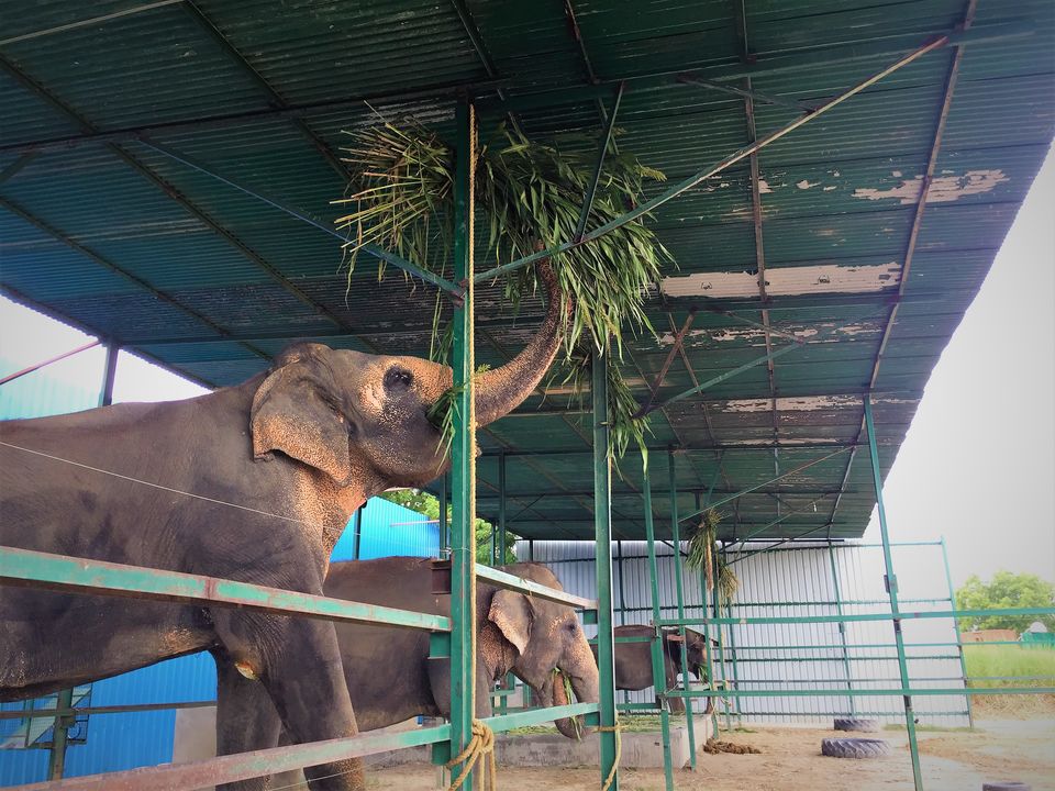Photo of The Experience of a Lifetime at the Wildlife SOS Elephant Conservation Center, Mathura by Isha Kashyap