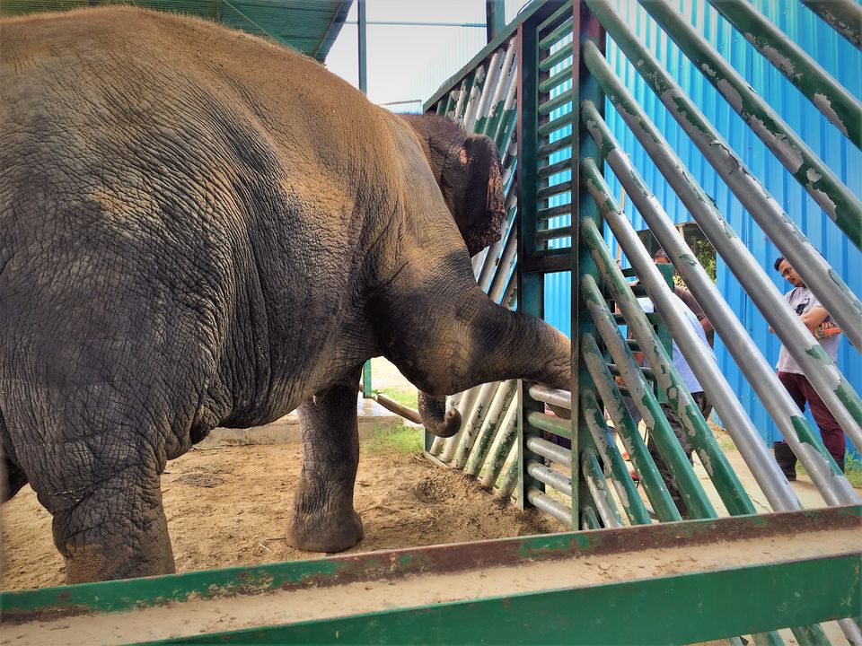 Photo of The Experience of a Lifetime at the Wildlife SOS Elephant Conservation Center, Mathura by Isha Kashyap