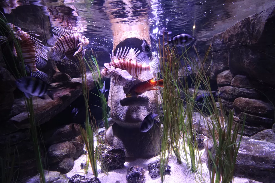 Photo of SEA LIFE London Aquarium, Westminster Bridge Road, London, UK by Rajsmita Chowdhury