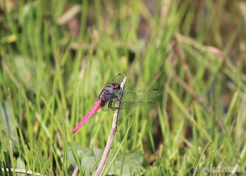 Photo of TRAVEL :: Magpie Jungle Camp, CHOPTA 6/18 by Molly