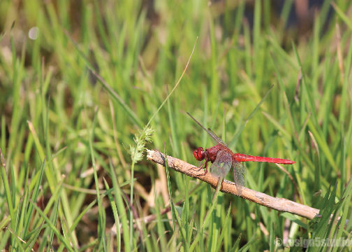 Photo of TRAVEL :: Magpie Jungle Camp, CHOPTA 7/18 by Molly
