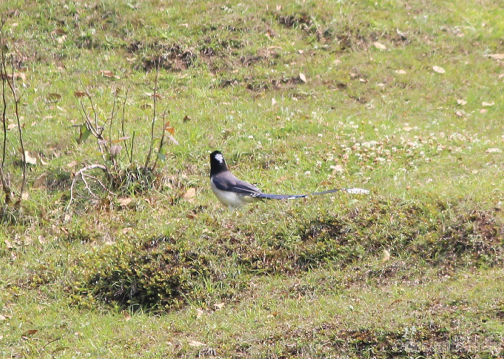 Photo of TRAVEL :: Magpie Jungle Camp, CHOPTA 8/18 by Molly