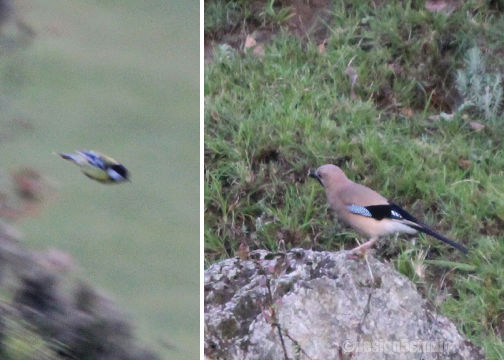 Photo of TRAVEL :: Magpie Jungle Camp, CHOPTA 9/18 by Molly