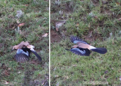 Photo of TRAVEL :: Magpie Jungle Camp, CHOPTA 10/18 by Molly
