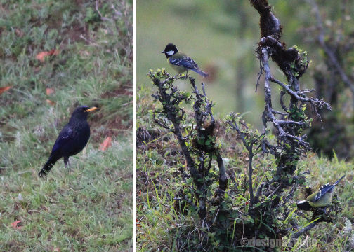 Photo of TRAVEL :: Magpie Jungle Camp, CHOPTA 11/18 by Molly