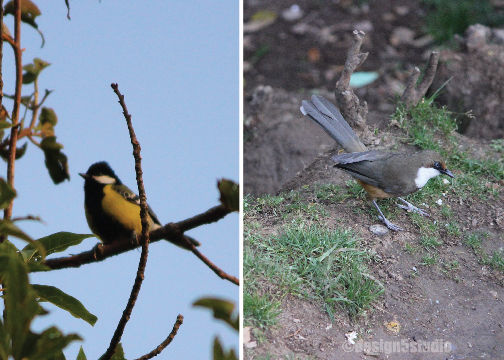 Photo of TRAVEL :: Magpie Jungle Camp, CHOPTA 12/18 by Molly