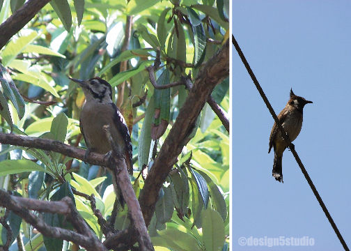Photo of TRAVEL :: Magpie Jungle Camp, CHOPTA 13/18 by Molly
