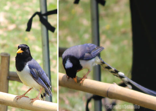 Photo of TRAVEL :: Magpie Jungle Camp, CHOPTA 14/18 by Molly